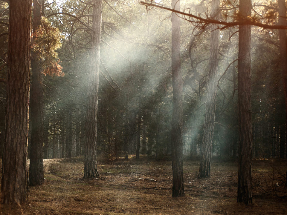 Et billede af en tør skov med solstråler der titter igennem træerne. 