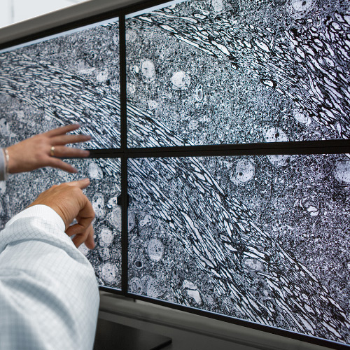 Et billede af fire skærme med billeder taget med ZEISS MultiSEM-mikroskopet. 